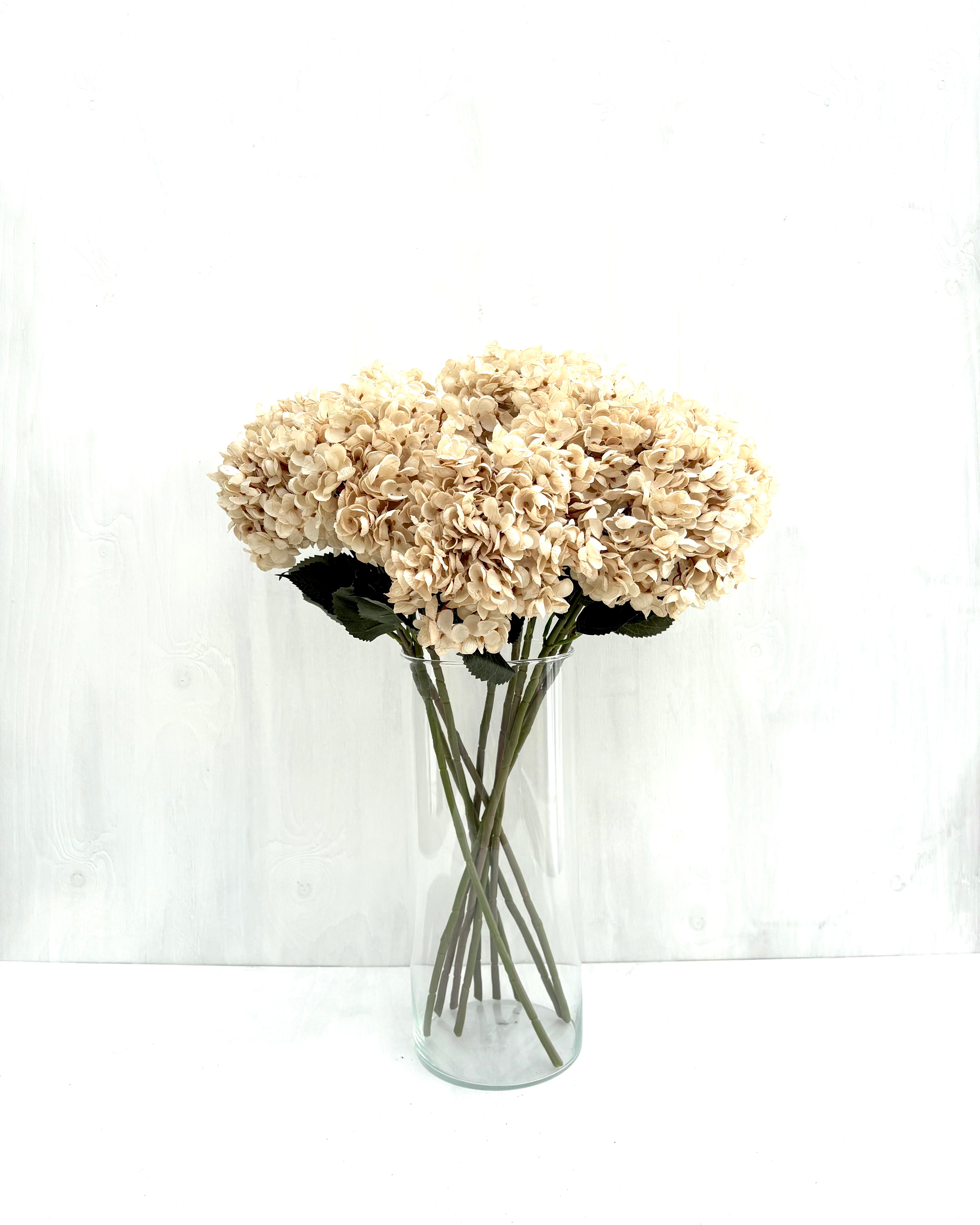 Hortensia Beige