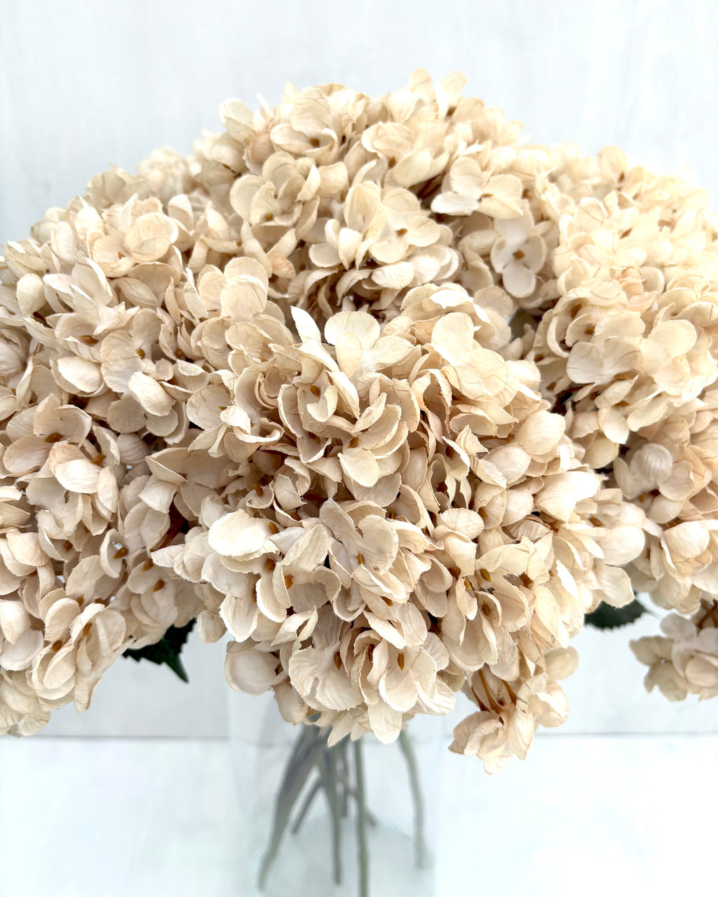 Hortensia Beige