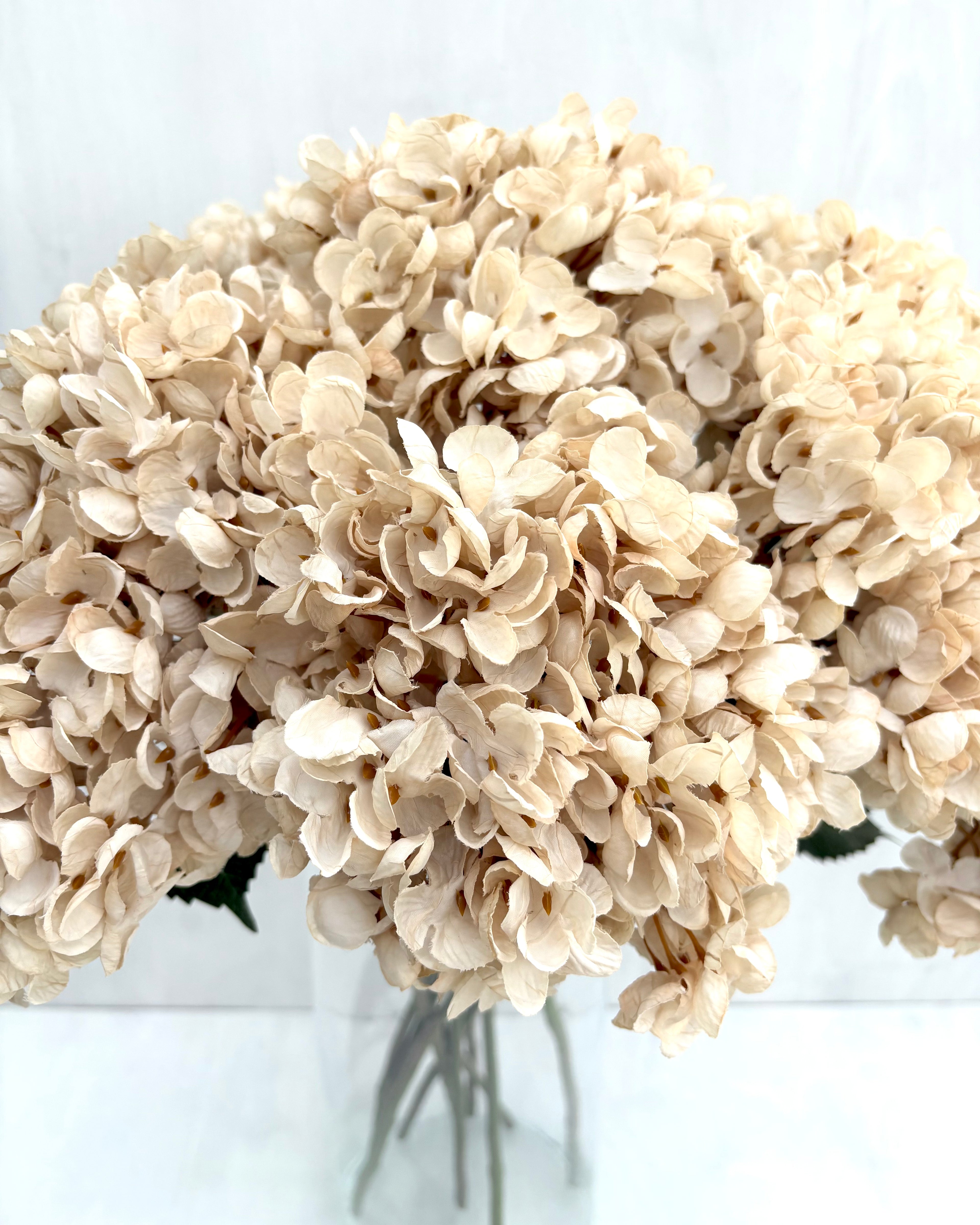 Hortensia Beige