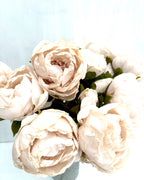 Pion Beige