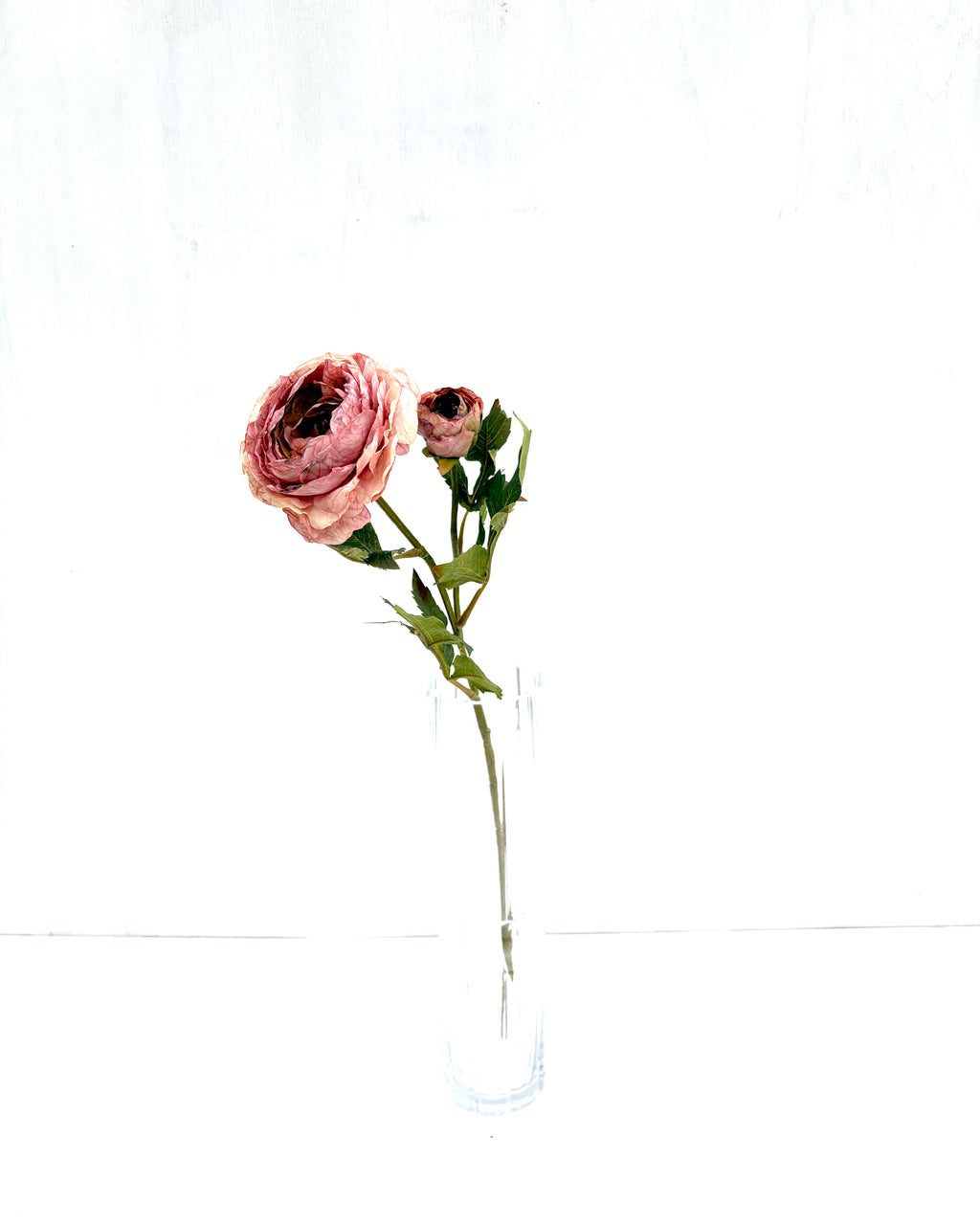 Ranunkel Rosa