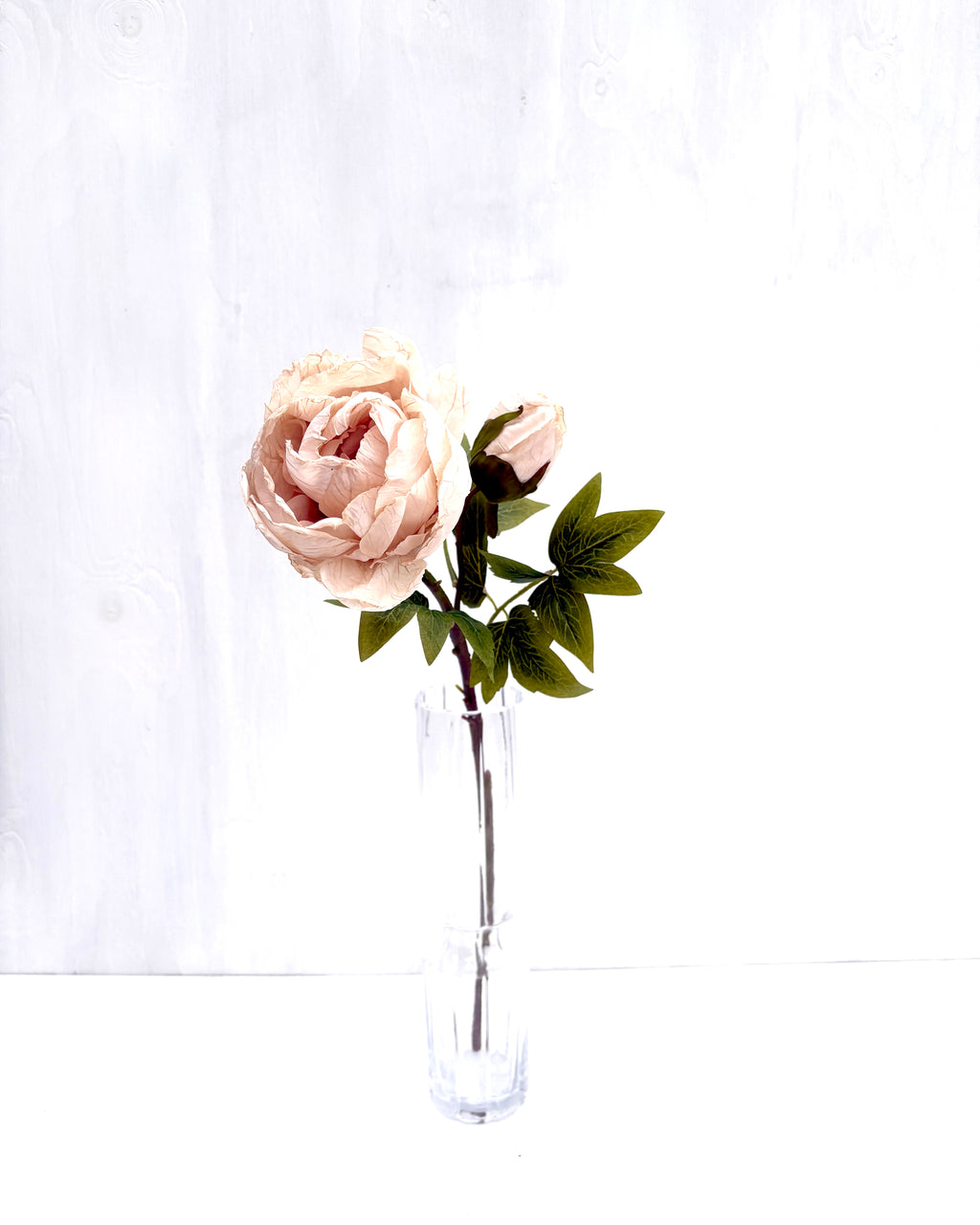 Pion Beige